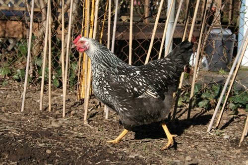 Loretta Henderson The Chicken