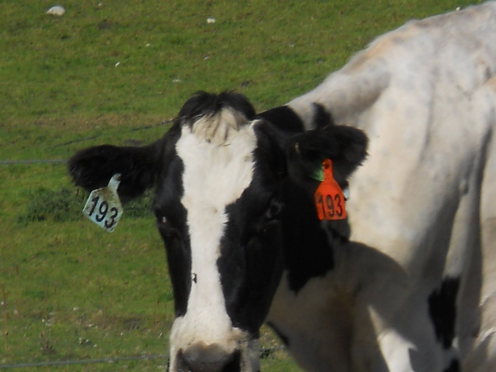 Nice Earrings Buddy!